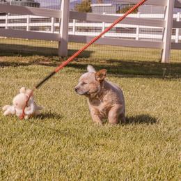 Australian Cattle Dog Puppies from Drakes Australian Cattle Dogs