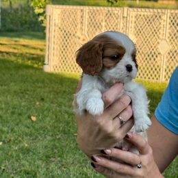 Boy with thumbprint - Blenheim male Cavalier King Charles Spaniel puppy in Clintonville, Wisconsin from Whispering Meadows Performances Horses and Cavalier King Charles Spaniels