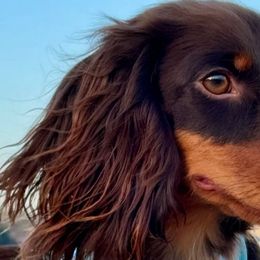 Dachshunds from SoCal Mini Dachshunds