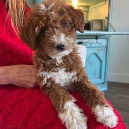 Pam - Red  female Goldendoodle puppy in Payson, Utah from Country Sky Doodles