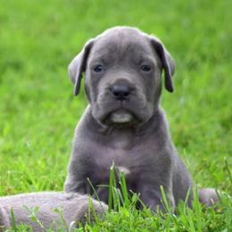 F1 - Gray female Cane Corso puppy in Chisago City, Minnesota from Twin Cities Cane Corso