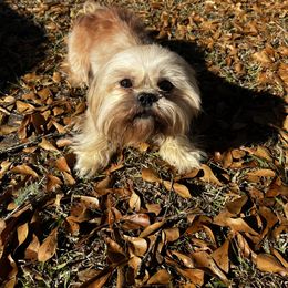 Kodi - Shih Tzu