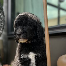 Boy 1 - Black Poodle puppy in Atlanta, Georgia from KAI Kennels