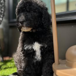 Boy 1 - Black Poodle puppy in Atlanta, Georgia from KAI Kennels