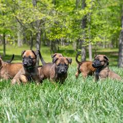 Belgian Malinois Puppies from Hershel's