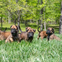Belgian Malinois Puppies from Hershel's