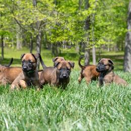 Belgian Malinois Puppies from Hershel's