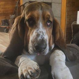 Rodeo - Basset Hound