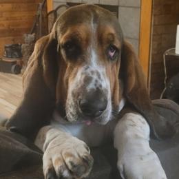 Rodeo - Basset Hound