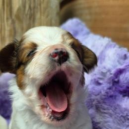Lance - White and sable male Papillon puppy in Pnw, Washington from Silhouette Papillons