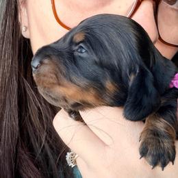 Venus (dark pink collar) - Black and tan female Dachshund puppy in Loris, South Carolina from Dogwood Mountain Dachshunds