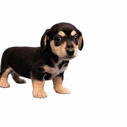 Olaf - Black and cream male Dachshund puppy in Anaconda, Montana from Williams Family Dachshunds