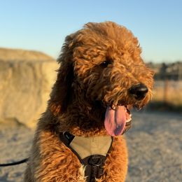 Goldendoodle All Grown Up from Dawnie’s Doodles
