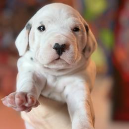 Female 1 - White and black female Dalmatian puppy in Lake Mathews, California from Bully Market