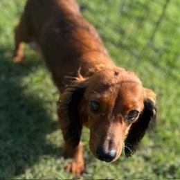 Olive - Dachshund