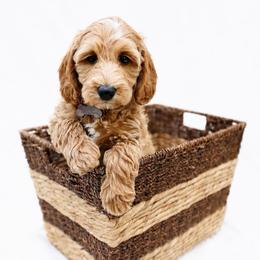 Rayne - Red  female Goldendoodle puppy in Boise, Idaho from Goldendoodle Baby