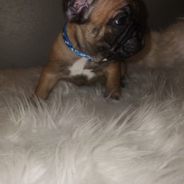 French Bulldog Puppies from Ma Chérie French Bulldogs