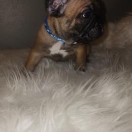 French Bulldog Puppies from Ma Chérie French Bulldogs