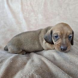 Hardy - Sable male Dachshund puppy in Signal Mountain, Tennessee from Hot Diggity Doxens