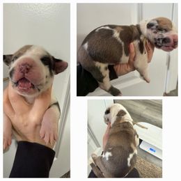 Girl 6 - Harlequin female Great Dane puppy in Doylestown, Ohio from Dana's Danes