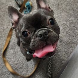 Lav - Blue fawn female French Bulldog puppy in Lancaster, Ohio from FarmHouse Frenchies