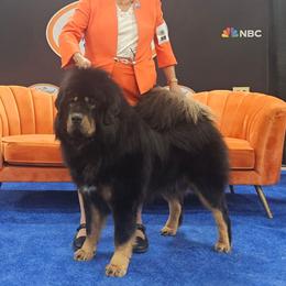 Houston - Tibetan Mastiff