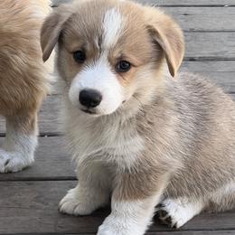 Pembroke Welsh Corgi Puppies from Newlands Insane Danes and Corgis