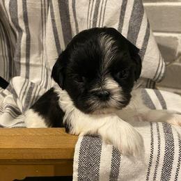 Lily - Black and white female Shih Tzu puppy in Lexington, North Carolina from SCS Shih Tzus
