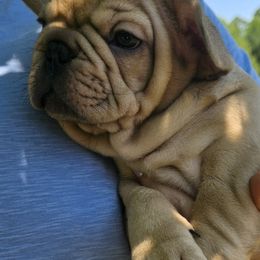 French Bulldog Puppies from OTF Frenchies