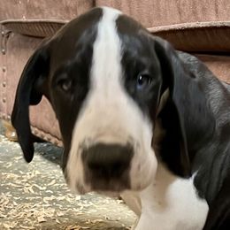 Baby Gun Gun - Mantle male Great Dane puppy in Clayton, Washington from DaneLand Farm