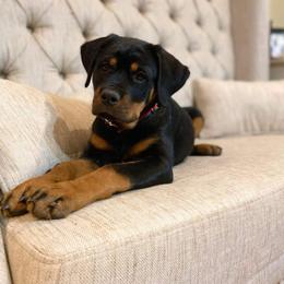 Rottweiler Puppies from Vom Arnold-Hause Rottweilers