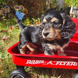 Bear - Black and cream male Dachshund puppy in Washougal, Washington from Pine & Paws Dachshunds