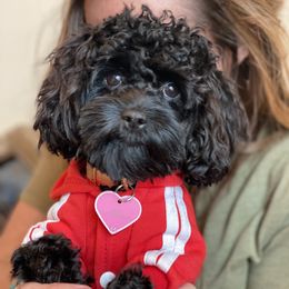 Ruby - Maltipoo