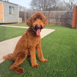 Cielo GUARDIAN HOME - Red  female Goldendoodle puppy in Dallas County, Texas from Dream A Little Doodle