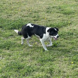 Bernedoodle and Border Collie Puppies from Joni Gibson's Bernedoodles