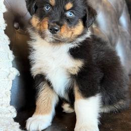 Fanny-has tail-many videos - Black tri-color female Australian Shepherd puppy in Troy, South Carolina from Australian Shepherds of 3/W Farms