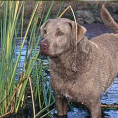 Chesapeake Bay Retrievers from Forty Acres Chesapeake Bay Retrievers