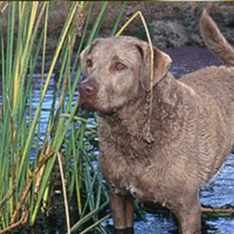 Chesapeake Bay Retrievers from Forty Acres Chesapeake Bay Retrievers