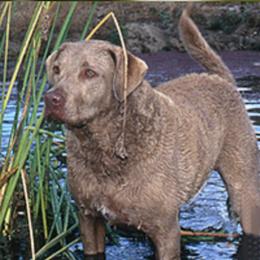 Chesapeake Bay Retrievers from Forty Acres Chesapeake Bay Retrievers