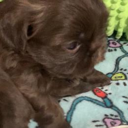 Shih Tzu Puppies from Mosley Kennel Shih Tzu