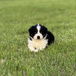 Miley - Black tri-color female Australian Shepherd puppy in Argyle, Iowa from Country Time Kennels