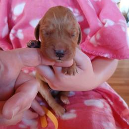 Yellow - Dark golden female Golden Retriever puppy in Lanesboro, Minnesota from Eagle Ridge Golden Retrievers