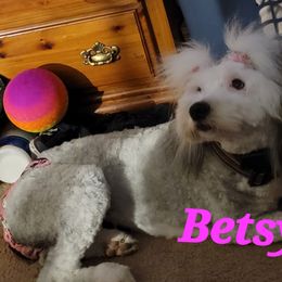 Betsy - Sheepadoodle