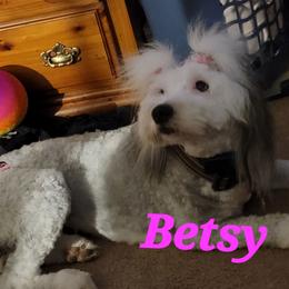 Betsy - Sheepadoodle