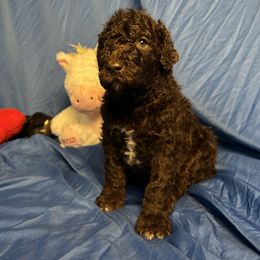 Lucius - Brown Poodle puppy in Atlanta, Georgia from Syren House Doodles & Poodles