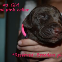 Girl 1-Breeders pick - Liver female German Shorthaired Pointer puppy in Riverdale, Michigan from Ninemire Farm