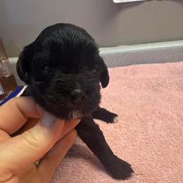 Benny - Black male Yorkipoo puppy in Florence, Kentucky from 4paws4ever by Design