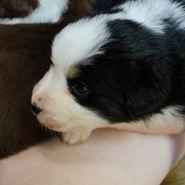 Hestu - Black tri-color male Australian Shepherd puppy in Woodinville, Washington from Cornerstone Australian Shepherds