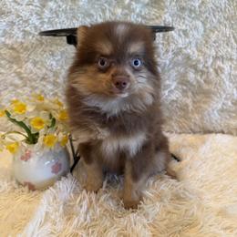 Allie - Chocolate female Pomsky puppy in Bucyrus, Missouri from Hill Top Pomskies