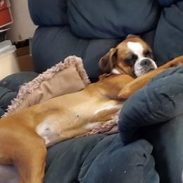 Boxers from Beverly Robinson